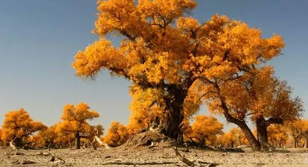 大美新疆走进伊犁,大美新疆走进乌苏