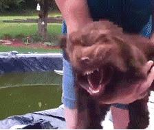 一般被狂犬咬伤狂犬病疫苗多少钱,被猫狗轻微抓伤需要打狂犬疫苗吗