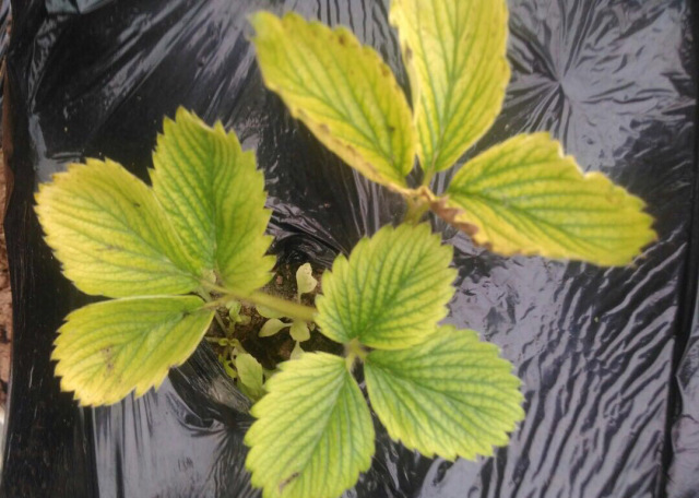 草莓缺素高清详解收藏版,草莓缺素高清详解