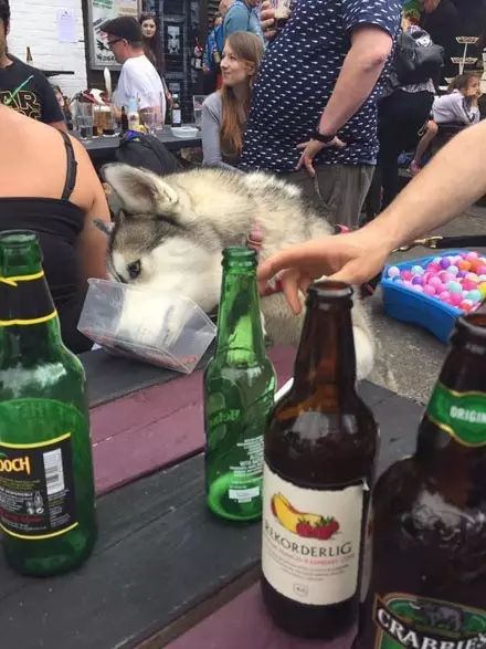 狗狗喝醉了是什么样,哈士奇喝醉了搞笑