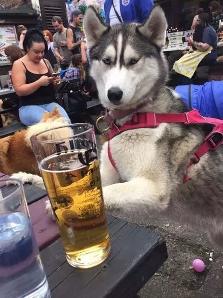 狗狗喝醉了是什么样,哈士奇喝醉了搞笑