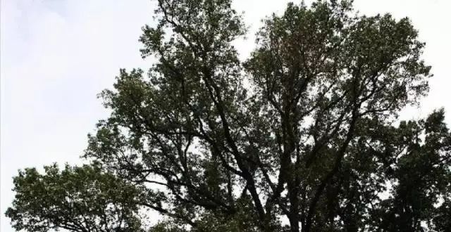 植物鸡爪槭,鸡爪槭盆景养护