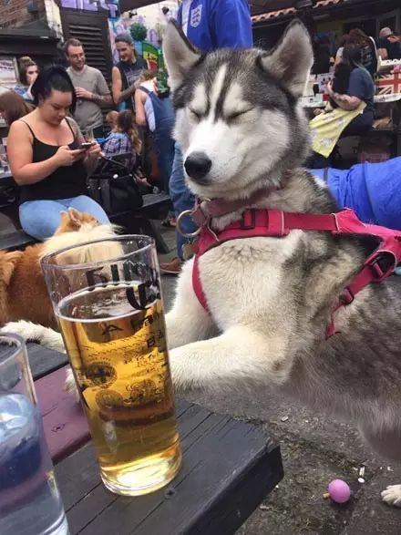 狗狗喝醉了是什么样,哈士奇喝醉了搞笑