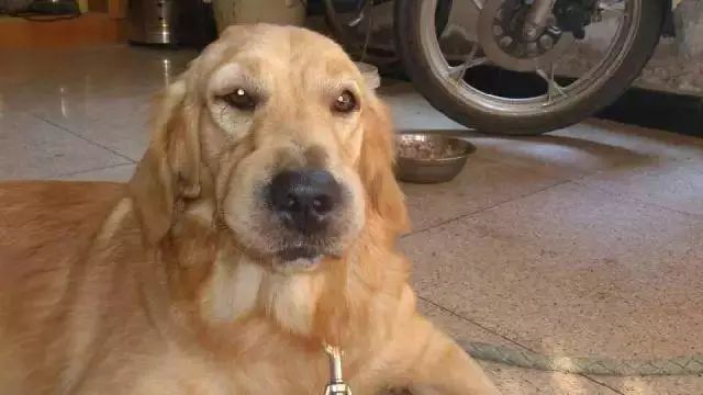 「哏儿都萌宠」——狗狗向你求救的信号，一定要关注