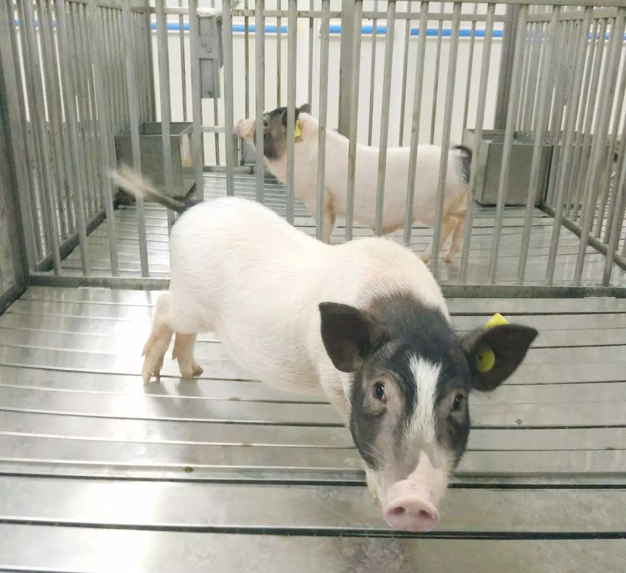 这是一场特殊的葬礼,这是一场特殊的婚礼看哭了数万人