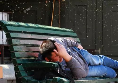 哈市“小咬”突然没了是被花大姐吃了？园林植保专家赵绥林：自然死亡+降温刮风