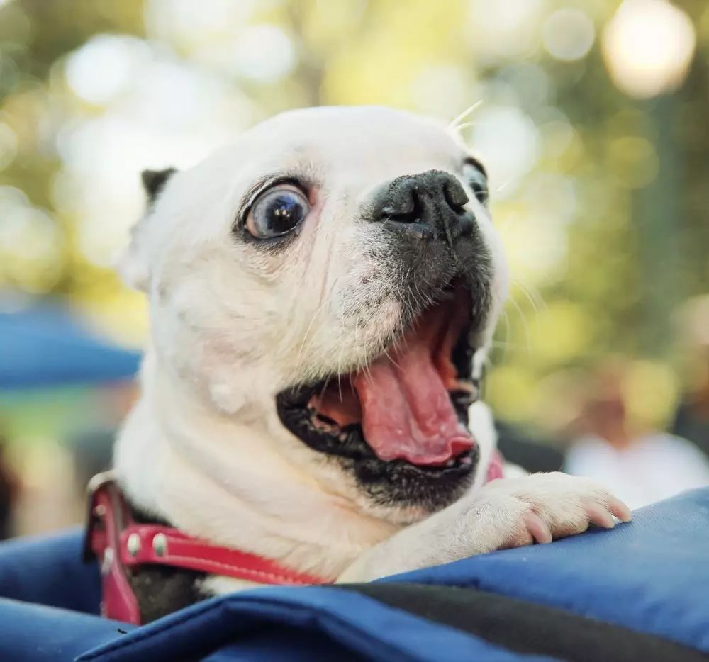 便宜的进口粮有哪些,进口粮哪些还可以买