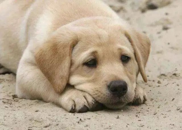 「哏儿都萌宠」——狗狗向你求救的信号，一定要关注