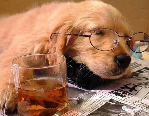 狗狗胆小抑郁的表现,抑郁的狗狗如何治疗