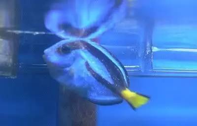 海水盐度降低可以治小白点吗,海水白点虫多少温度能杀死