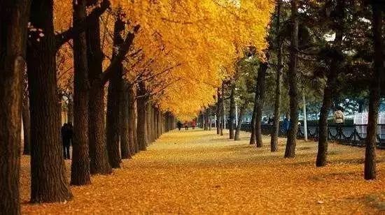 郁达夫故都的秋经典句子,郁达夫故都的秋全文