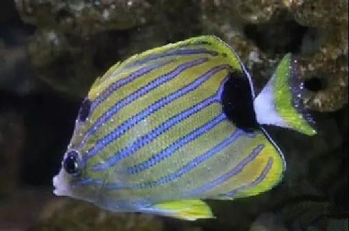 海水盐度降低可以治小白点吗,海水白点虫多少温度能杀死