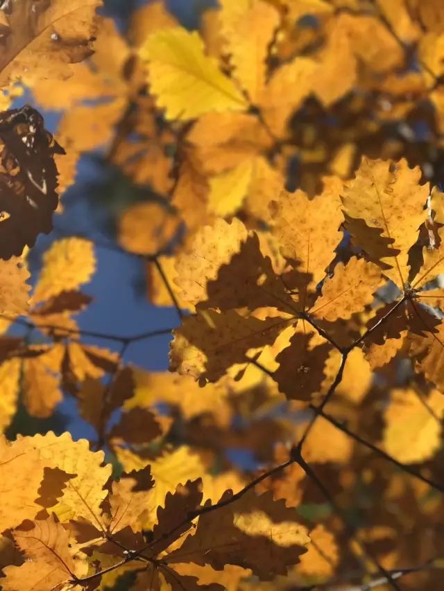 今日秋分又是一年秋意浓,今日秋分正是一年最美时