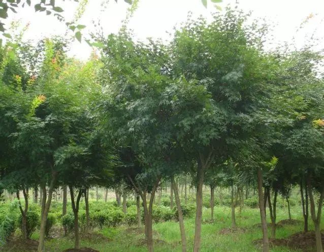 植物鸡爪槭,鸡爪槭盆景养护