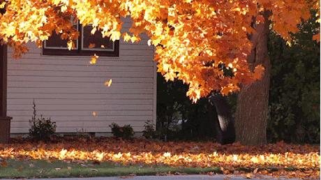 自己熬制养生膏方,自己熬制止咳药膏