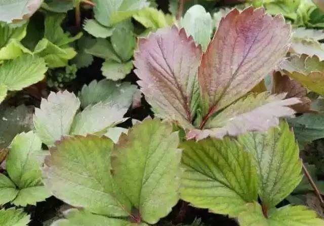 草莓缺素高清详解收藏版,草莓缺素高清详解