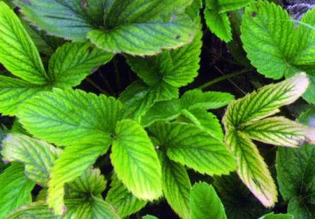 草莓缺素高清详解收藏版,草莓缺素高清详解