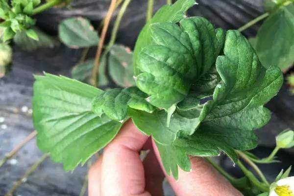 草莓缺素高清详解收藏版,草莓缺素高清详解