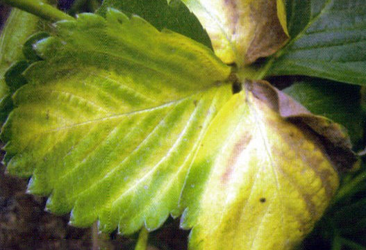 草莓缺素高清详解收藏版,草莓缺素高清详解