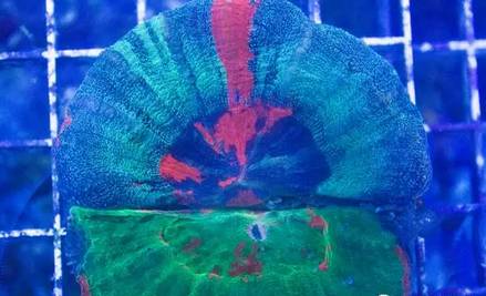 红单苞珊瑚可以嫁接吗,珊瑚树可以嫁接什么