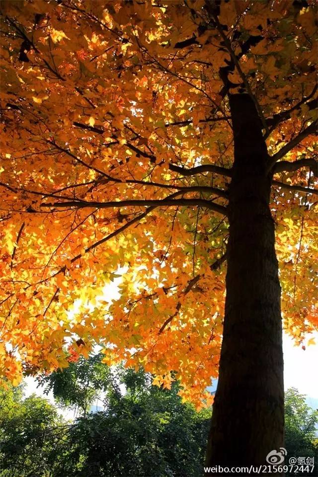 福州一中是全国百强吗,福州一中全国百强校