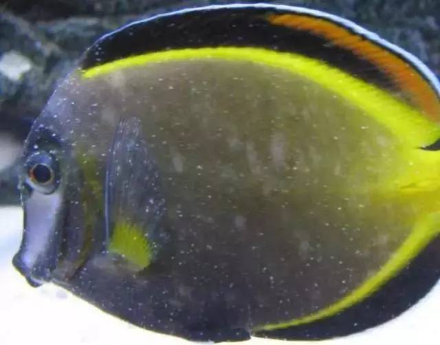 海水盐度降低可以治小白点吗,海水白点虫多少温度能杀死