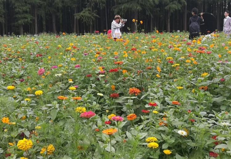 朋友，侬酒量哪能？国庆去共青森林公园拼一杯吧，iPhone8等着你