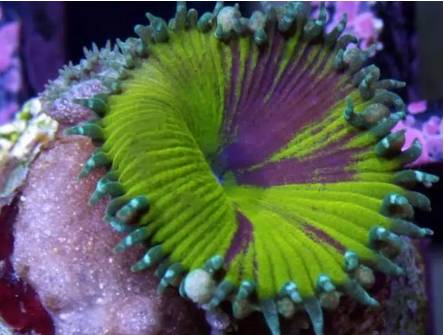 红单苞珊瑚可以嫁接吗,珊瑚树可以嫁接什么