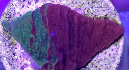 红单苞珊瑚可以嫁接吗,珊瑚树可以嫁接什么