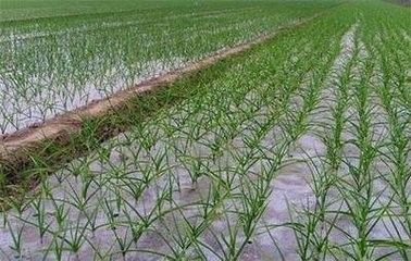 大蒜苗后除草用乙草胺行不行,大蒜苗后除草用哪些药效果好