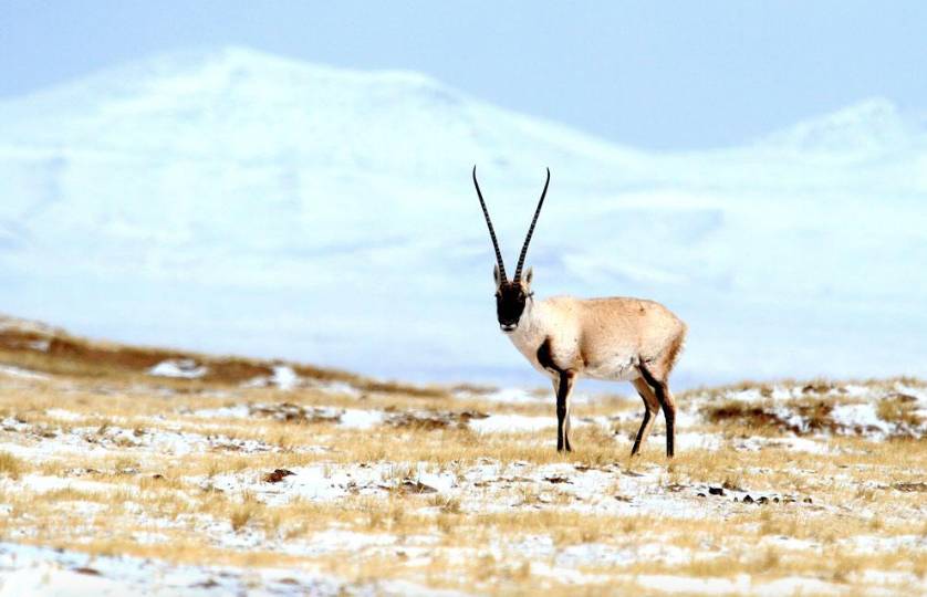 藏羚羊随处可见,藏羚羊可以看到吗