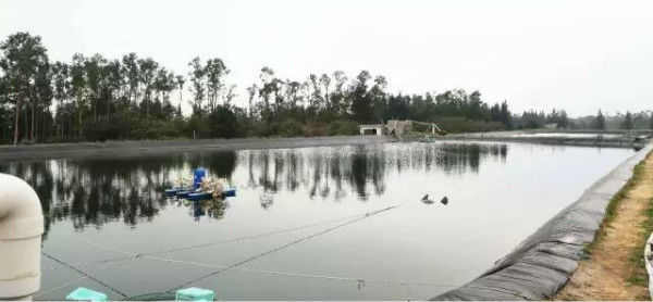 雨少了，水咸了，养虾的你必须关注水体发光，及时处理