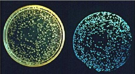 雨少了，水咸了，养虾的你必须关注水体发光，及时处理