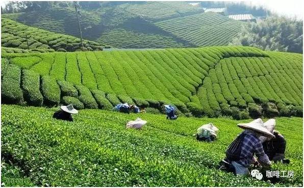 「咖啡常识」咖啡师学习培训基础知识大全