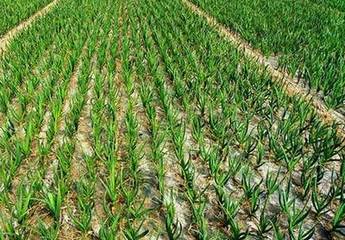 大蒜苗后除草用乙草胺行不行,大蒜苗后除草用哪些药效果好