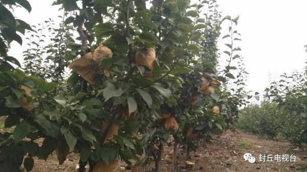 封丘潘店村：晚秋黄梨惹人醉