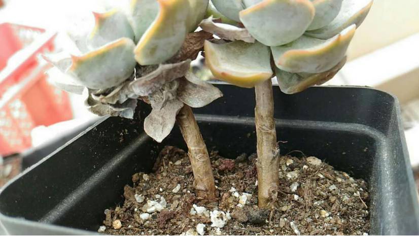 经历了天灾*祸人**的多肉，居然能靠这招拯救？