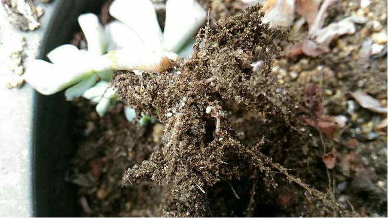 经历了天灾*祸人**的多肉，居然能靠这招拯救？