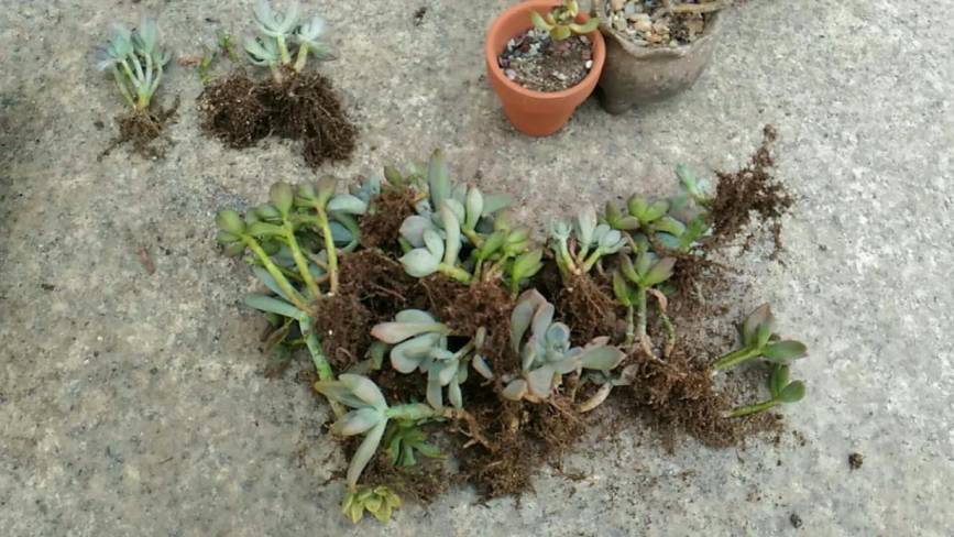 经历了天灾*祸人**的多肉，居然能靠这招拯救？