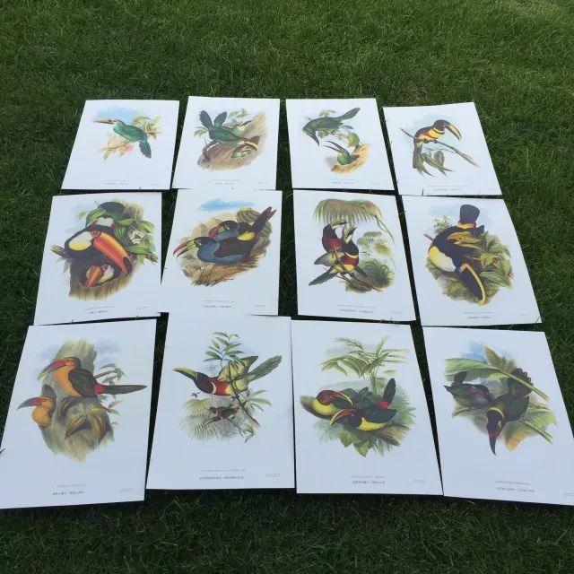 巨嘴鸟的嘴巴有什么用,巨嘴鸟为什么嘴这么大