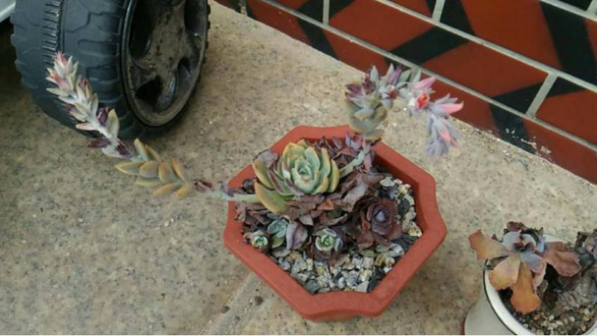 经历了天灾*祸人**的多肉，居然能靠这招拯救？