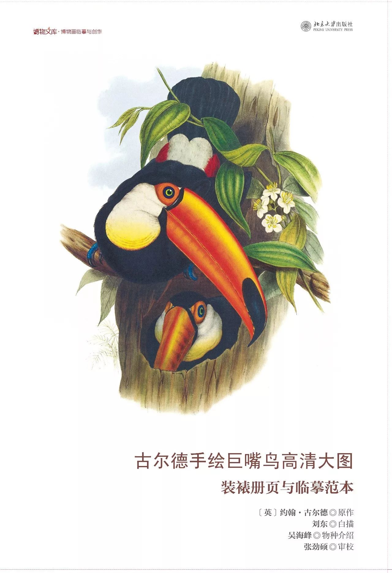 巨嘴鸟的嘴巴有什么用,巨嘴鸟为什么嘴这么大