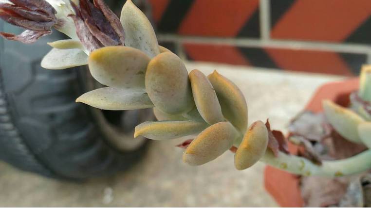 经历了天灾*祸人**的多肉，居然能靠这招拯救？