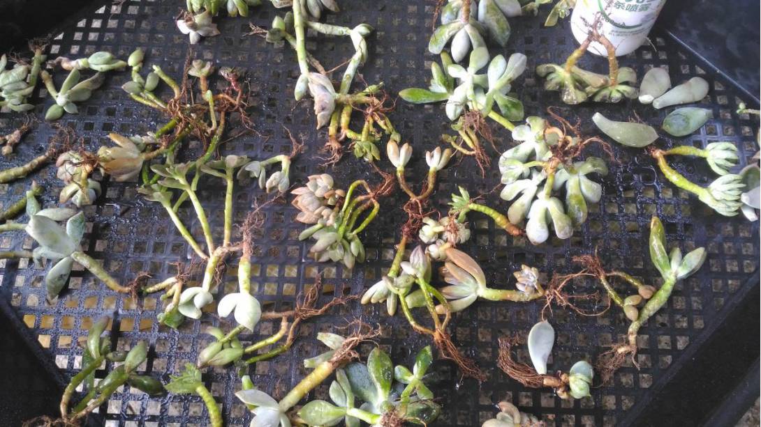 经历了天灾*祸人**的多肉，居然能靠这招拯救？