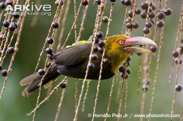 巨嘴鸟的嘴巴有什么用,巨嘴鸟为什么嘴这么大