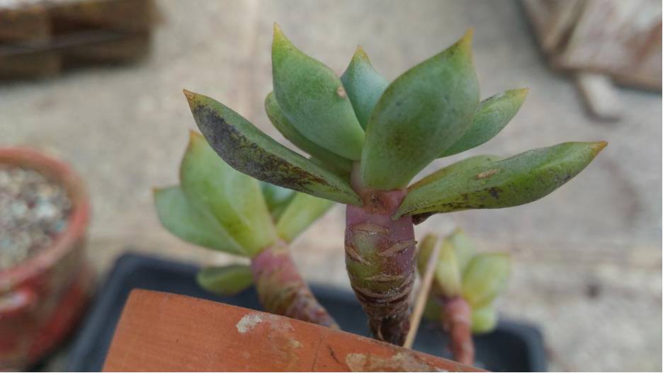 经历了天灾*祸人**的多肉，居然能靠这招拯救？