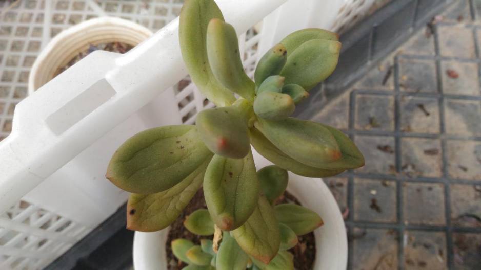 经历了天灾*祸人**的多肉，居然能靠这招拯救？