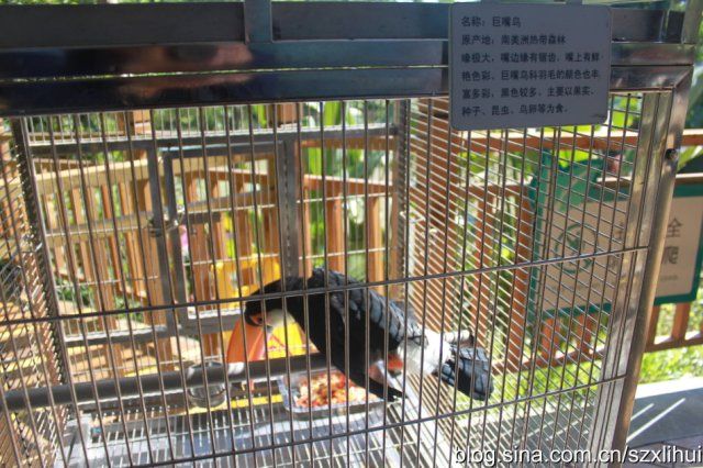 巨嘴鸟的嘴巴有什么用,巨嘴鸟为什么嘴这么大