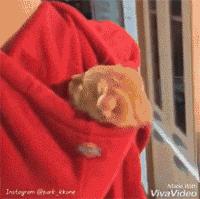 囧吐槽：社会我哈哥，狗怂话还多