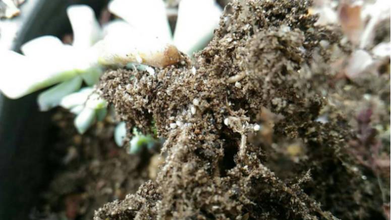 经历了天灾*祸人**的多肉，居然能靠这招拯救？